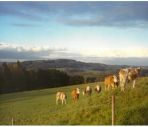 Jungvieh auf der Weide