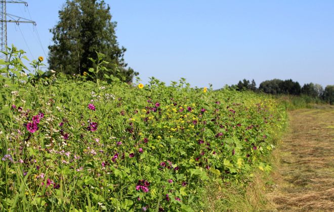 Blühwiese eines sternenfair Milchbauern