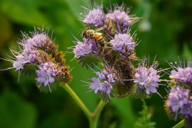 Biene auf Phacelia